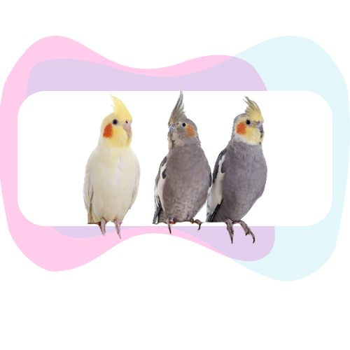 پرنده و جونده